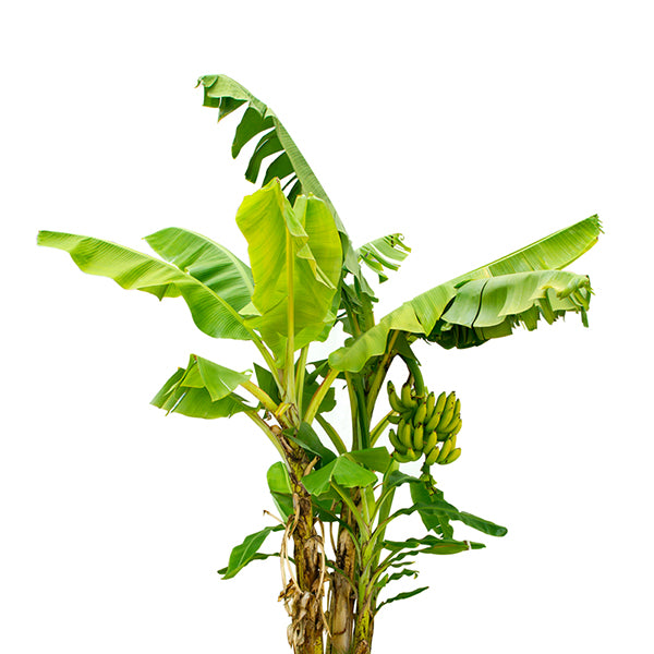 Bananenboom
