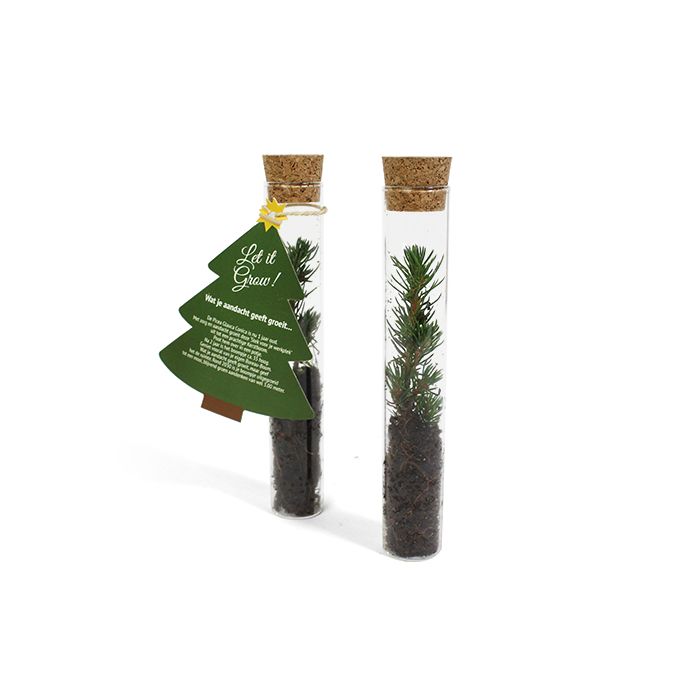 Kerstboom in glazen tube - Let it Grow!