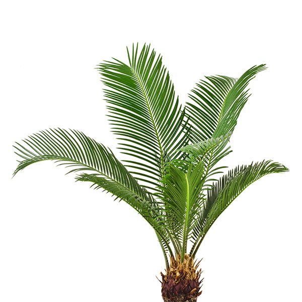 Mini palmboom kweekset