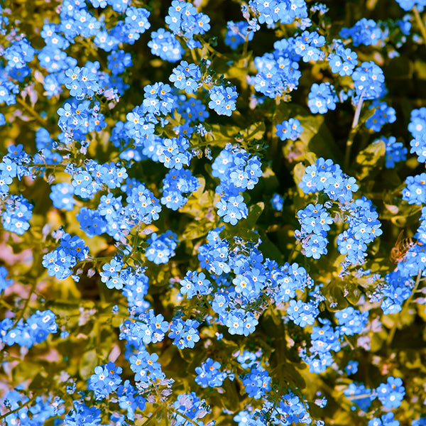 Vergeet-me-nietjes bloem