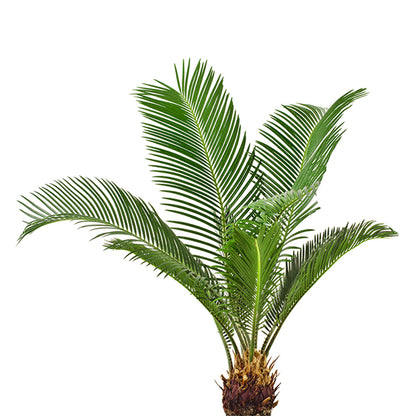 Mini palmboom kweekset